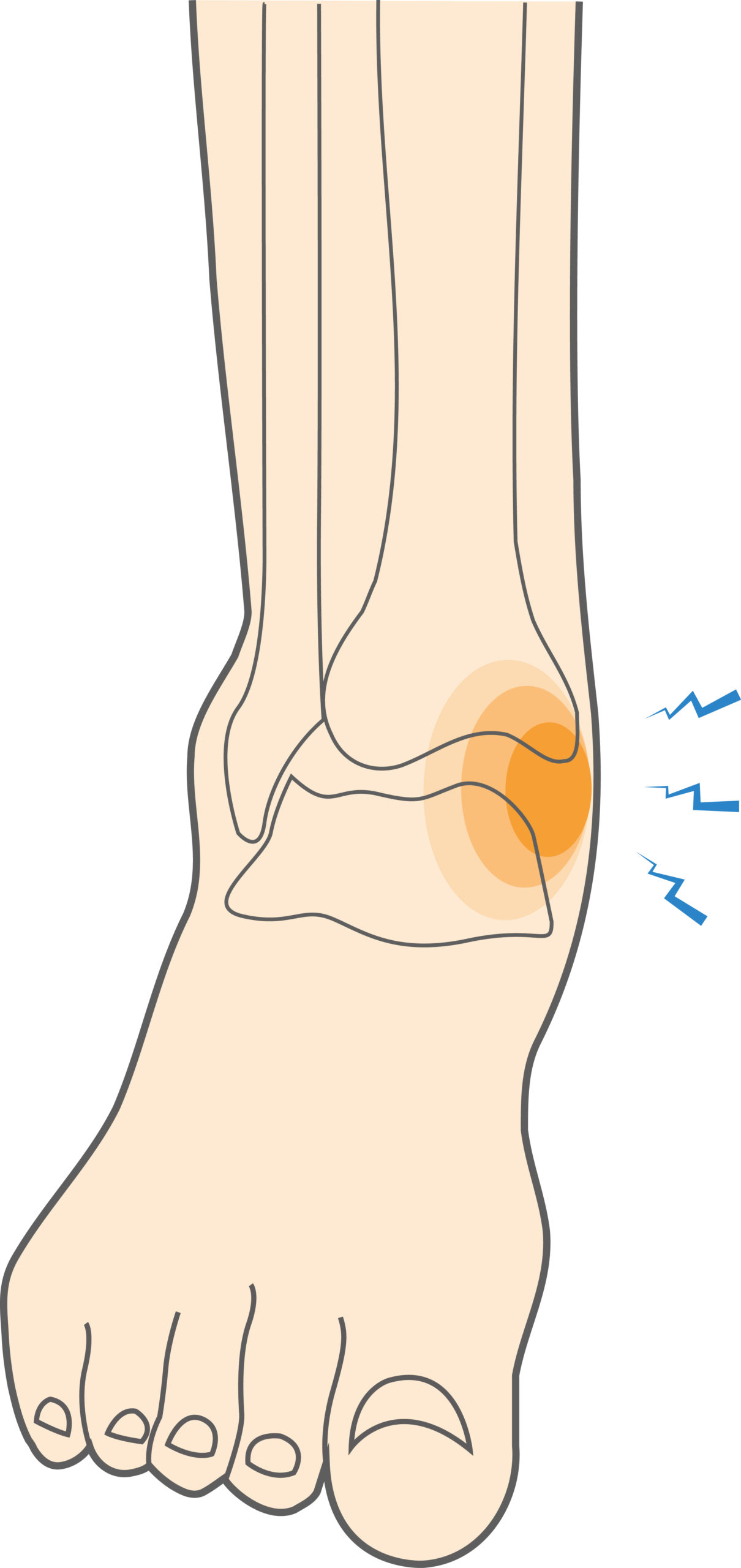 medial ankle ligaments