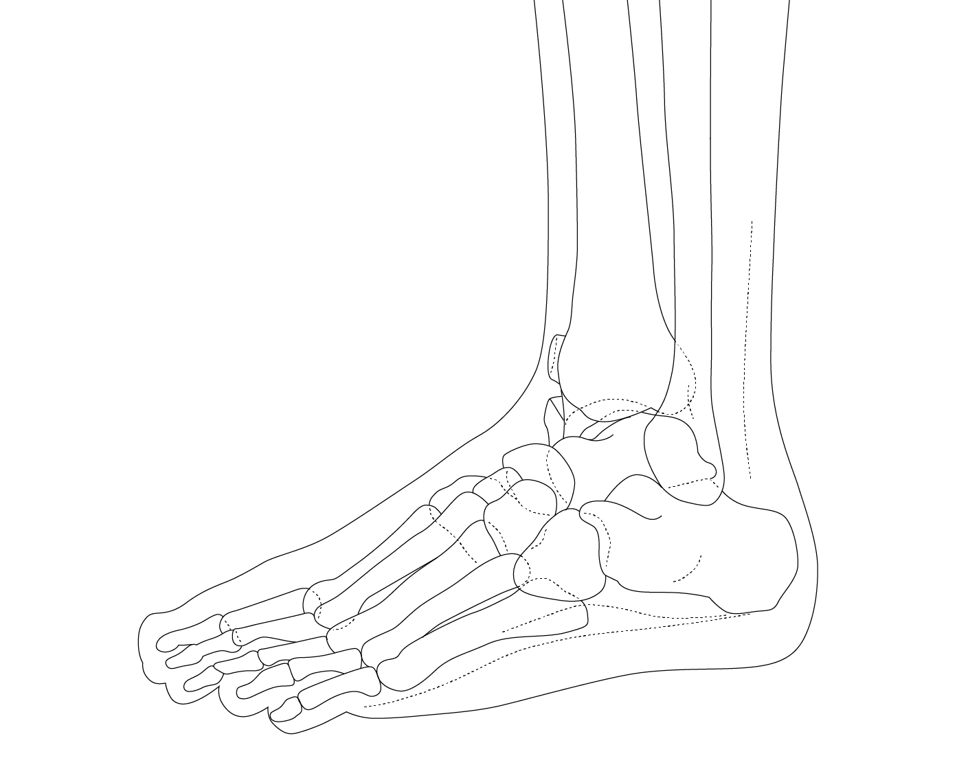 foot-ankle-1 background lines