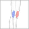knee-lower-leg-2 thumbnail