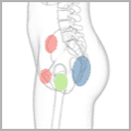 pelvis-hip-thigh-2 thumbnail