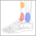 foot-ankle-1 thumbnail