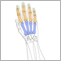 hand-wrist-1 thumbnail