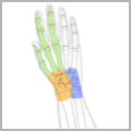 hand-wrist-2 thumbnail