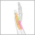 hand-wrist-3 thumbnail